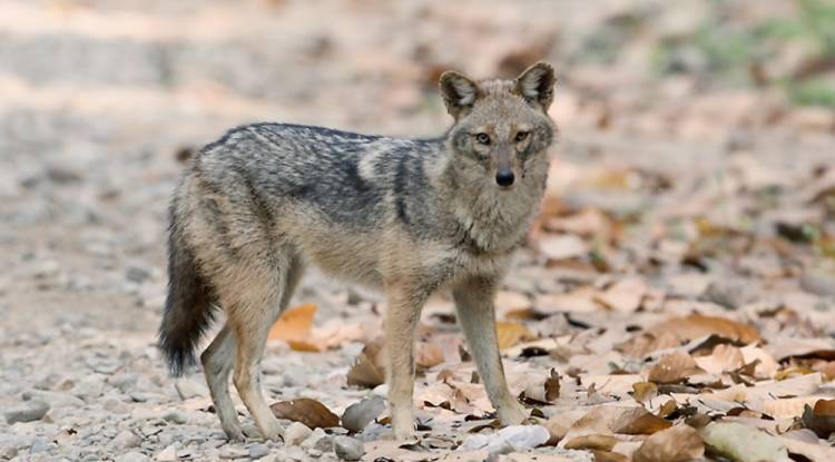 فيروس قاتل ومعدي يصيب حيوان