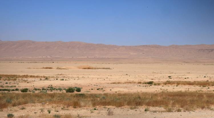 الصيد الجائر في البادية السورية.. غزلان وحبارى وطيور تحت التهديد مستهدفة من